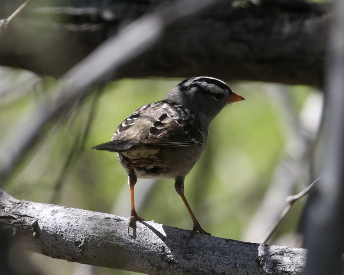 White-crowned Sparrow - ML617783574