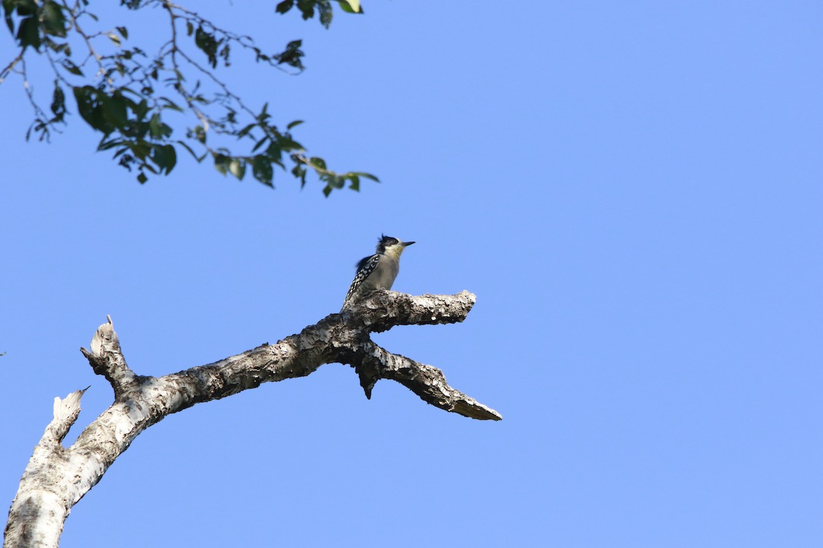 White-fronted Woodpecker - ML617783592