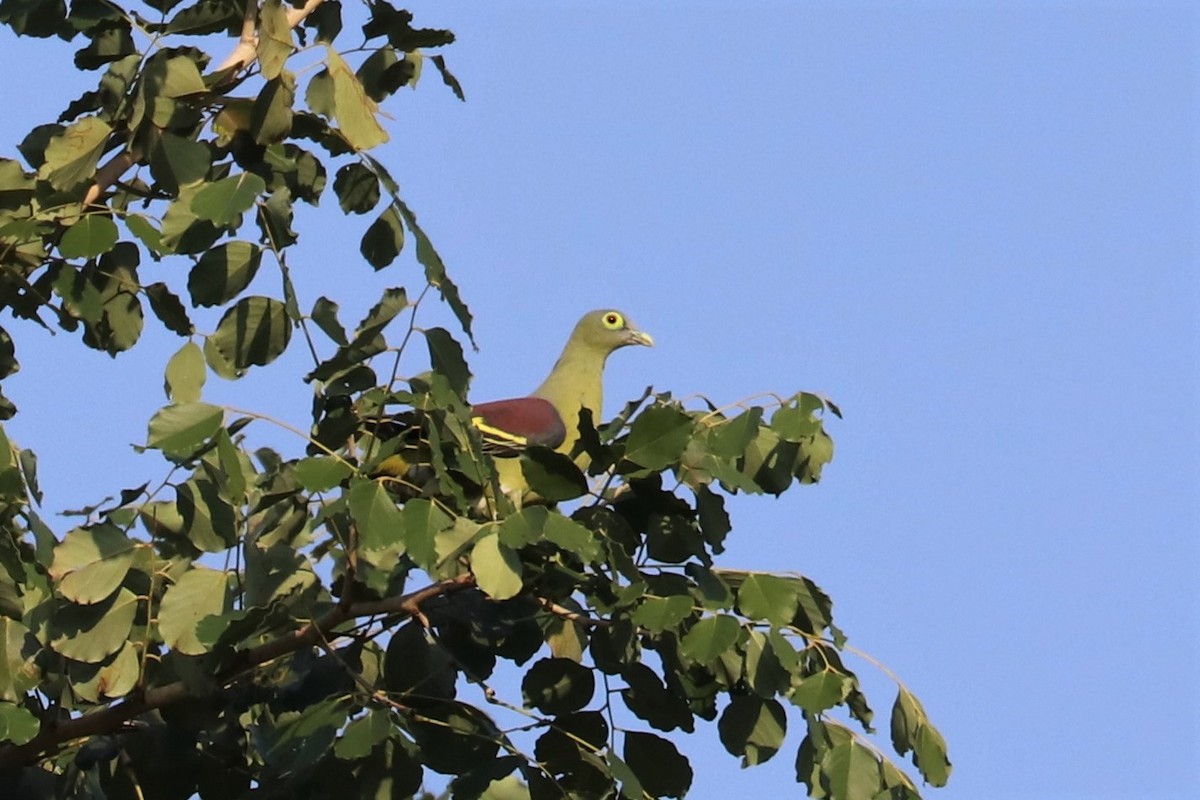 Серощёкий зелёный голубь - ML617783595