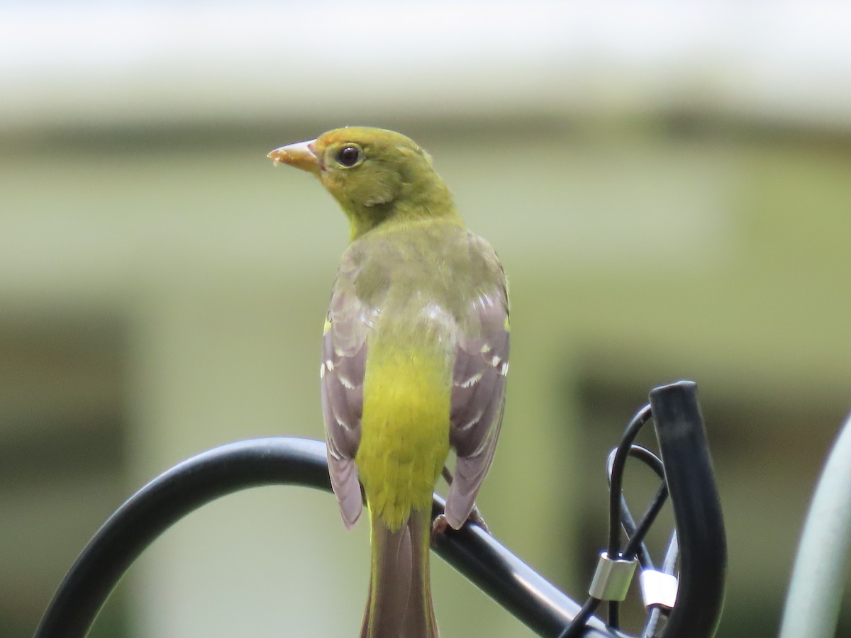 Western Tanager - ML617783617