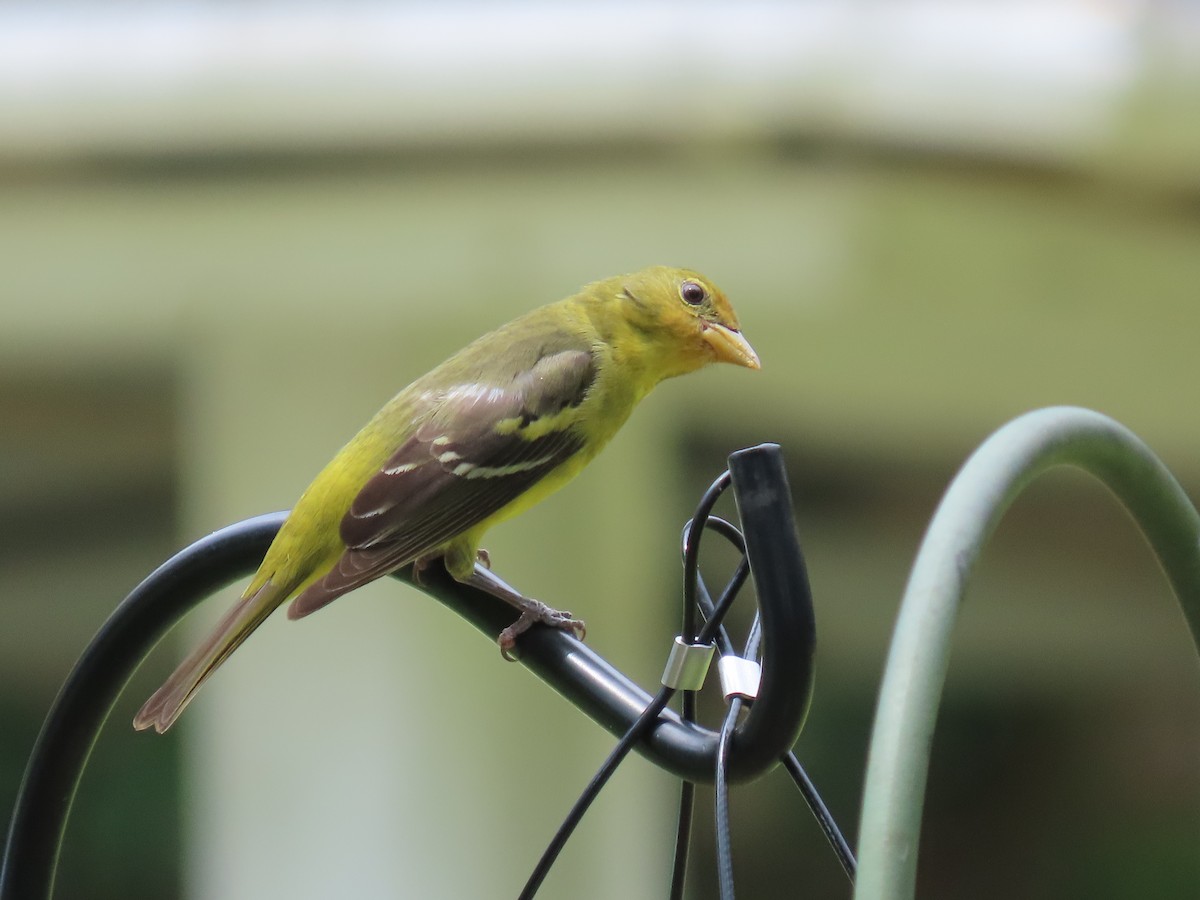 Western Tanager - ML617783618