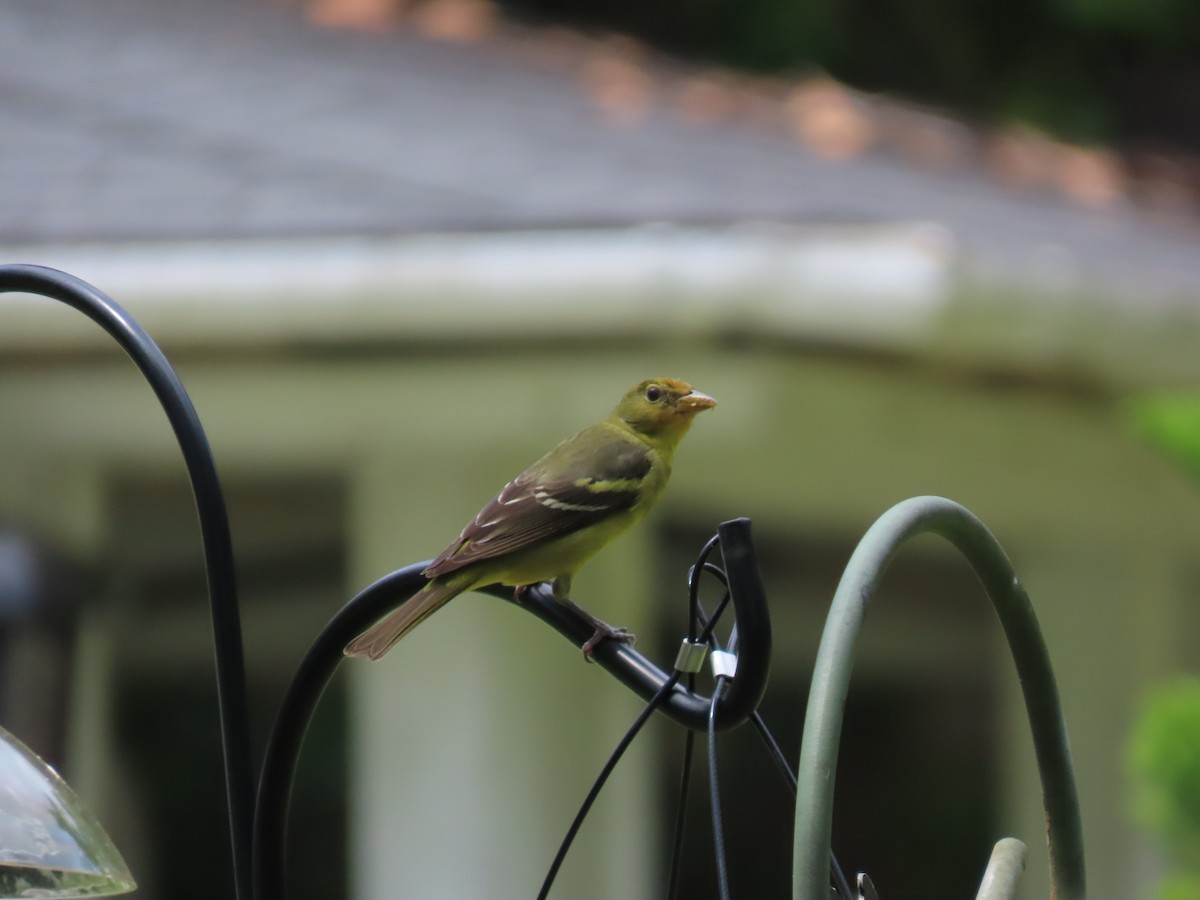 Western Tanager - ML617783619