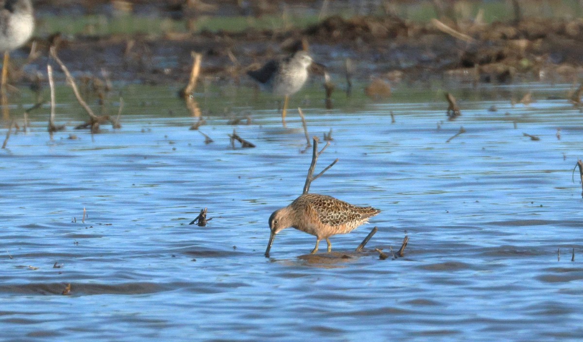 Long-billed Dowitcher - ML617783659