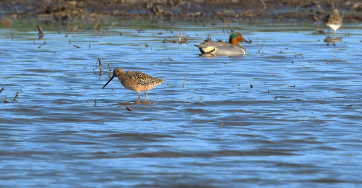 Long-billed Dowitcher - ML617783668