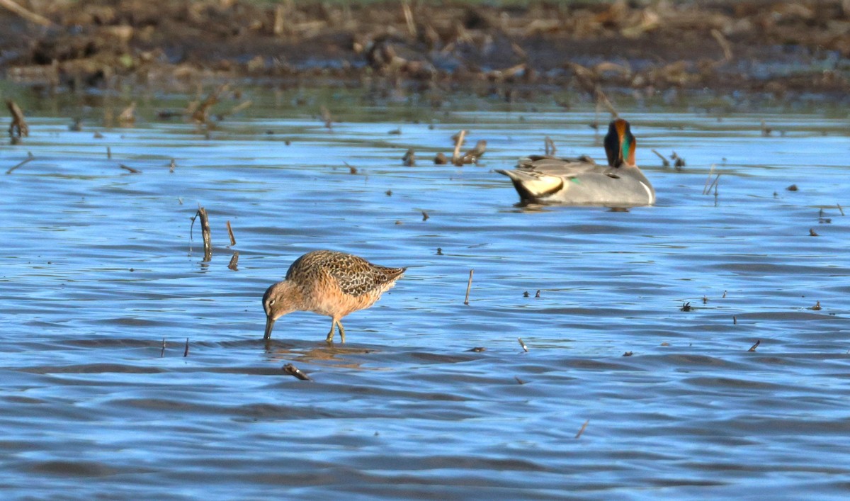 Long-billed Dowitcher - ML617783676