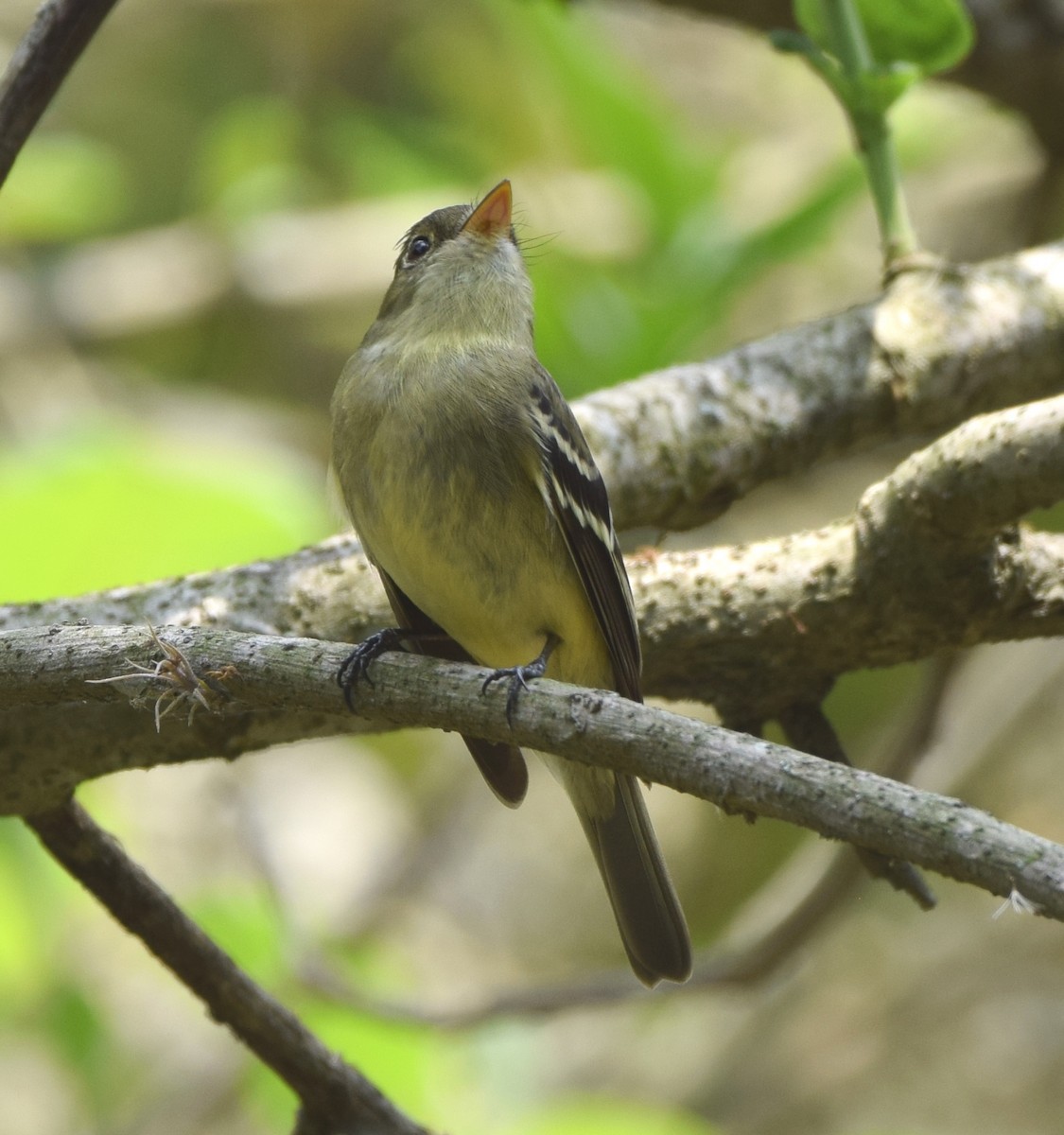 Yellow-bellied Flycatcher - Zuly Escobedo / Osberto Pineda