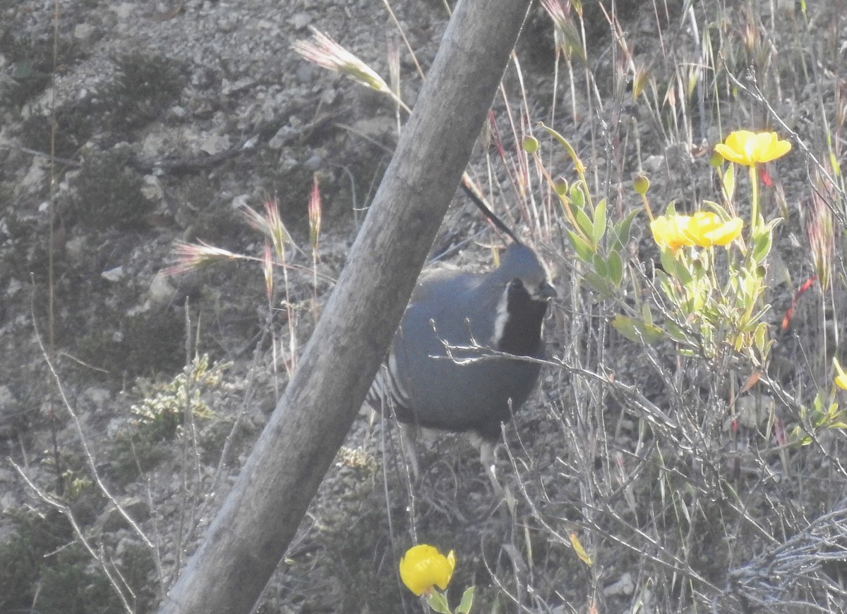 eBird Checklist - 22 Apr 2024 - Angeles NF--Bear Divide - 57 species ...