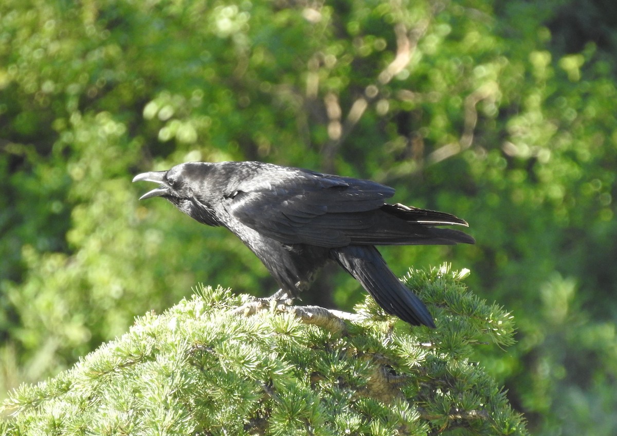Common Raven - ML617783768
