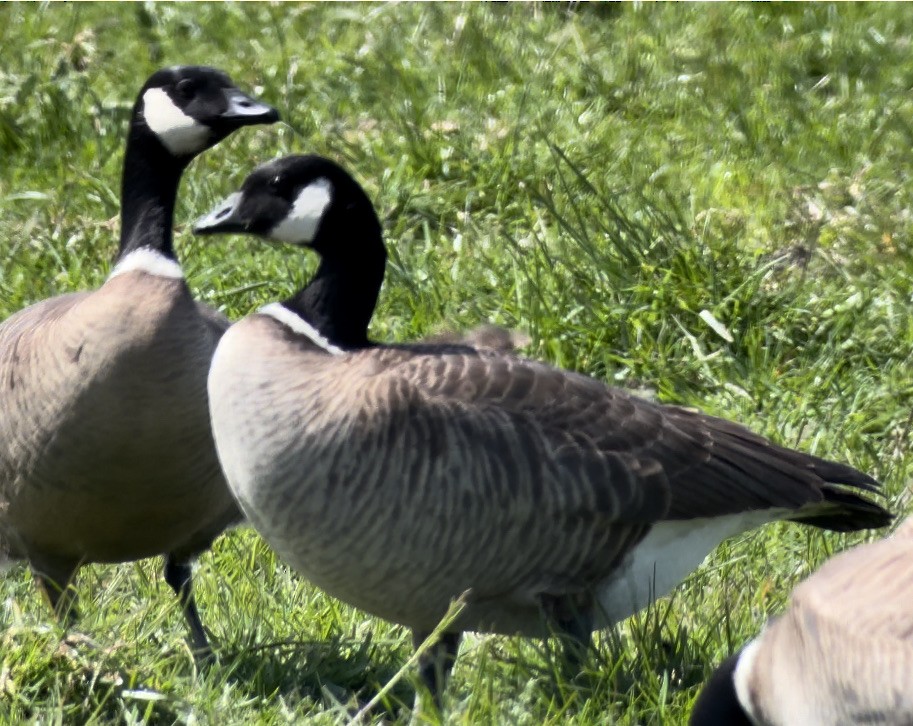 Cackling Goose (Aleutian) - ML617783880