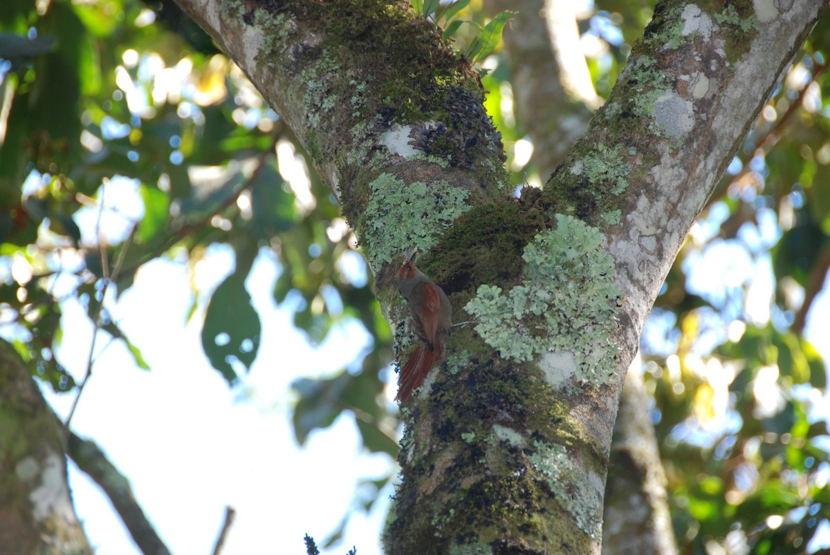 Red-faced Spinetail - ML617783964