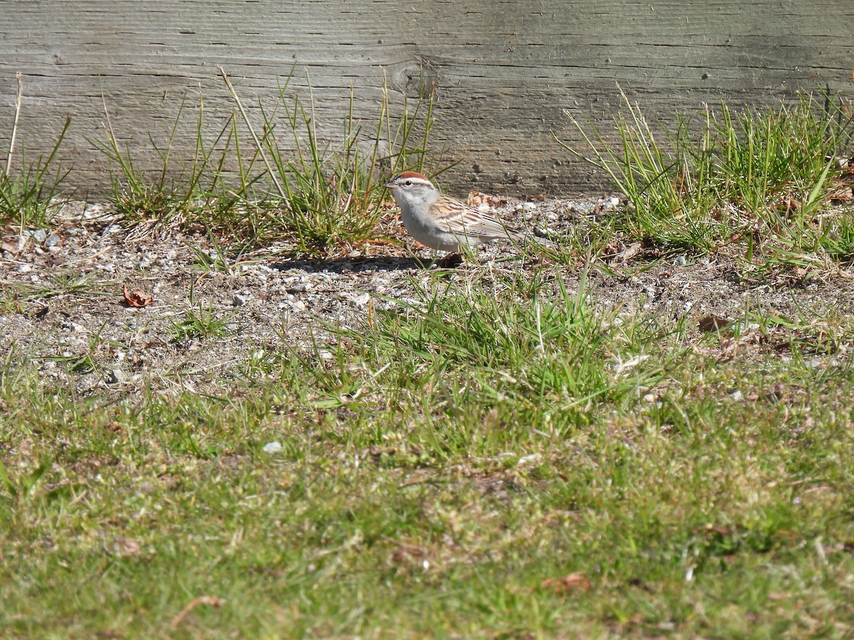 Chipping Sparrow - ML617784027