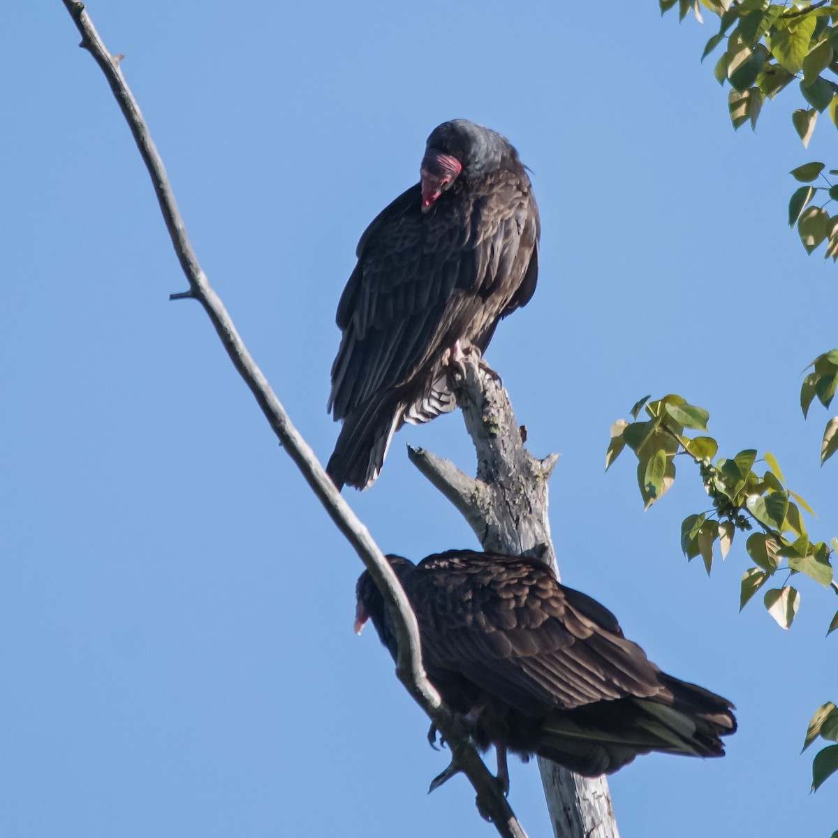 Turkey Vulture - Nick Balachanoff