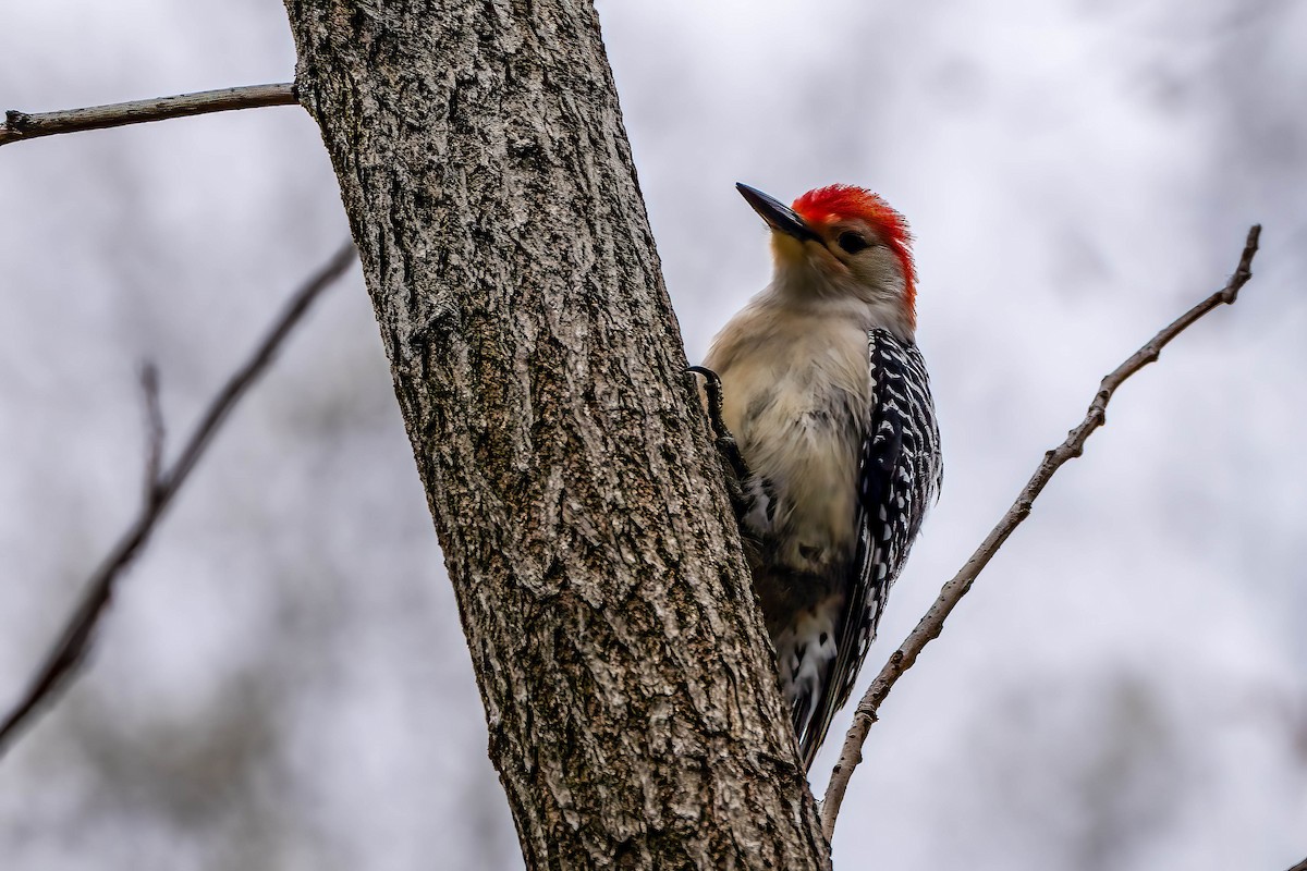 Red-bellied Woodpecker - ML617784164