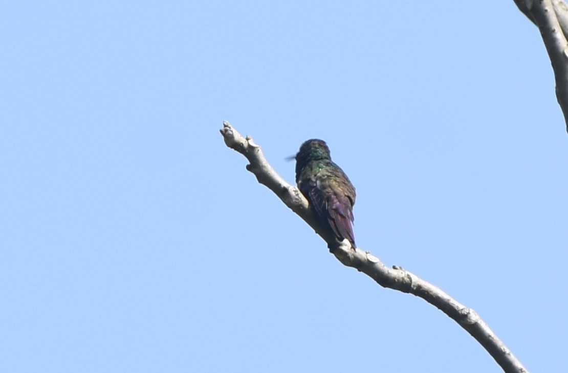 Blue-tailed Hummingbird - ML617784198