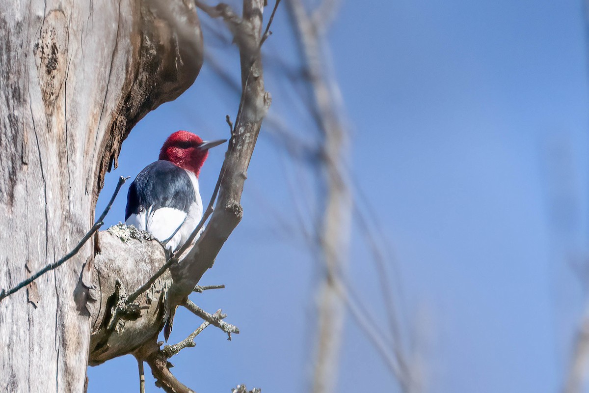 Red-headed Woodpecker - ML617784202