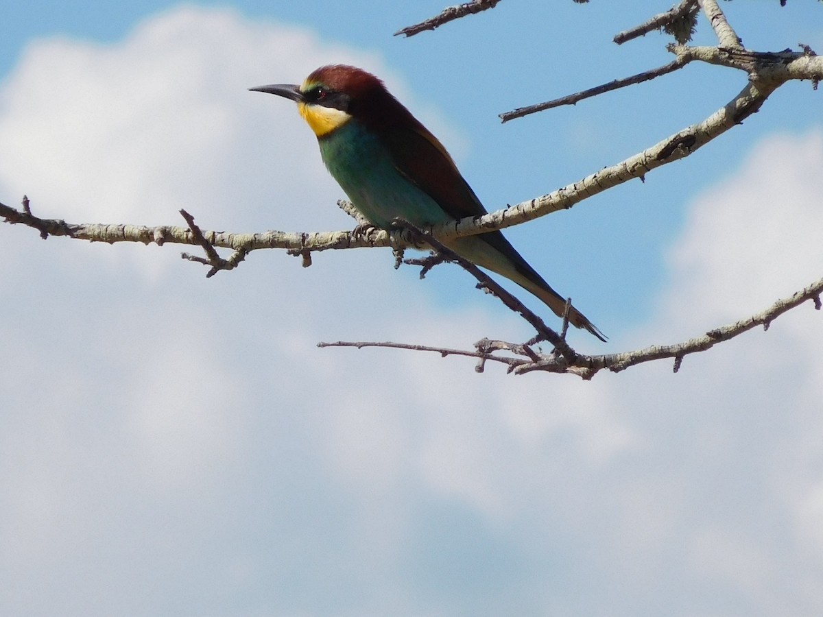 European Bee-eater - ML617784251