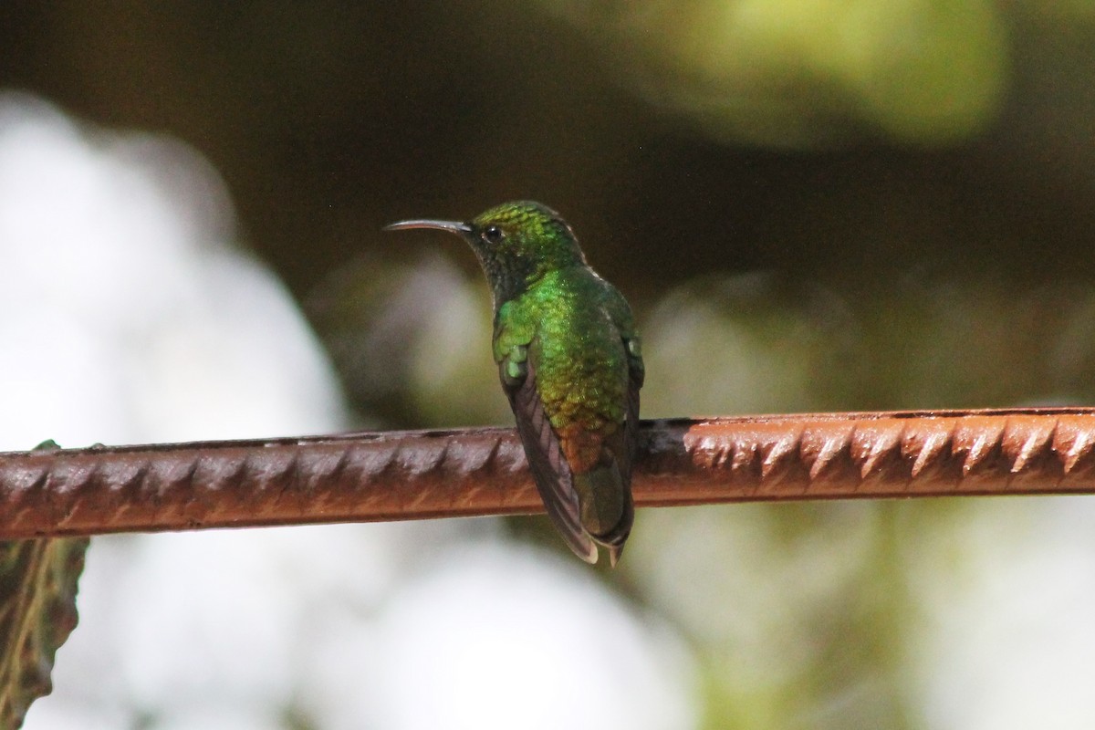 Rufous-tailed Hummingbird - ML617784252