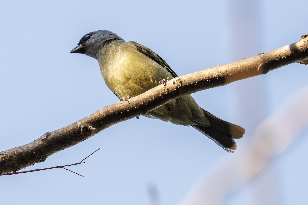 Yellow-winged Tanager - ML617784278