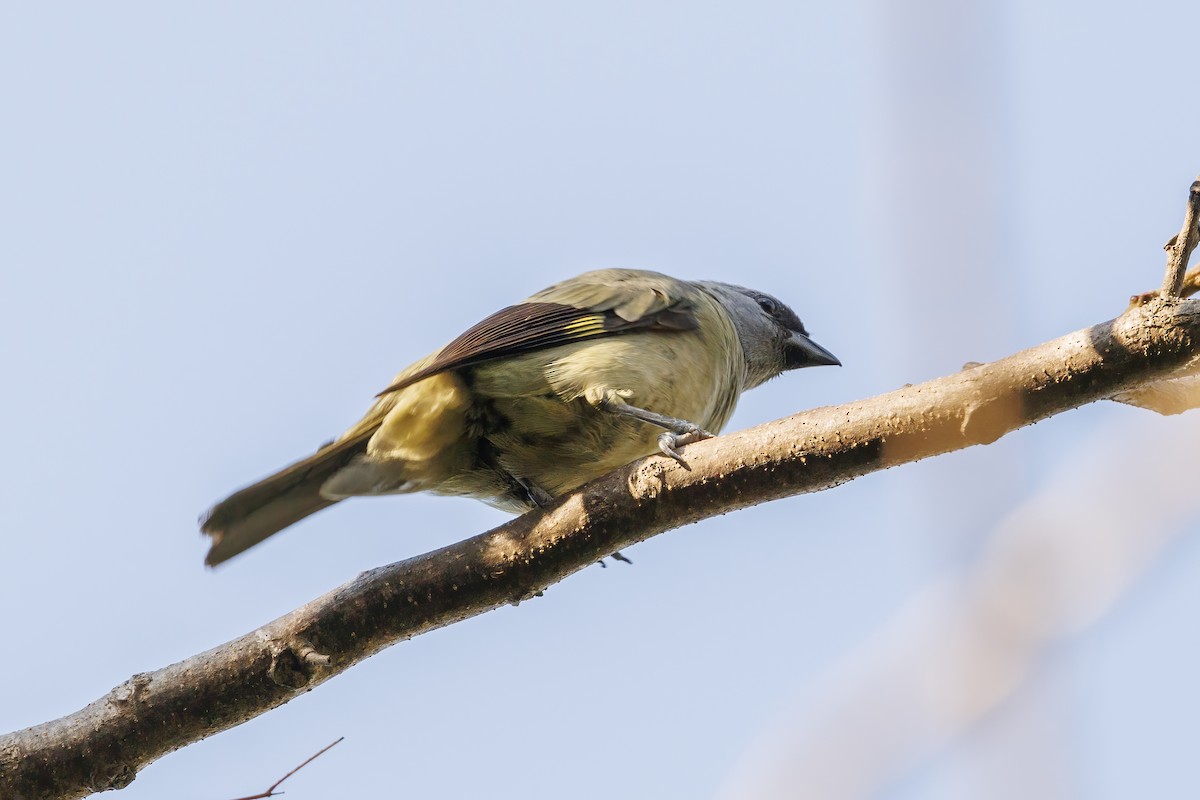 Yellow-winged Tanager - ML617784282