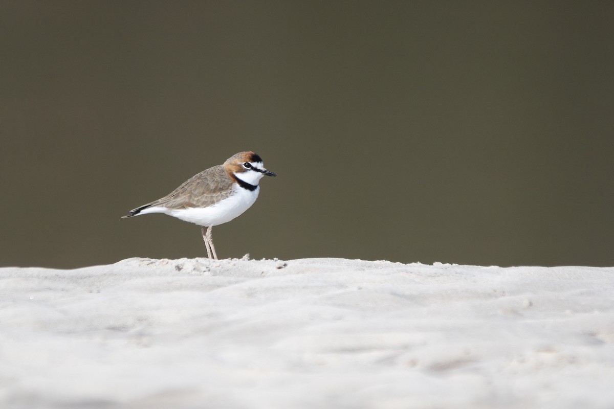 Collared Plover - ML617784284