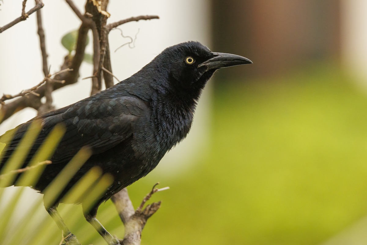 Great-tailed Grackle - ML617784287