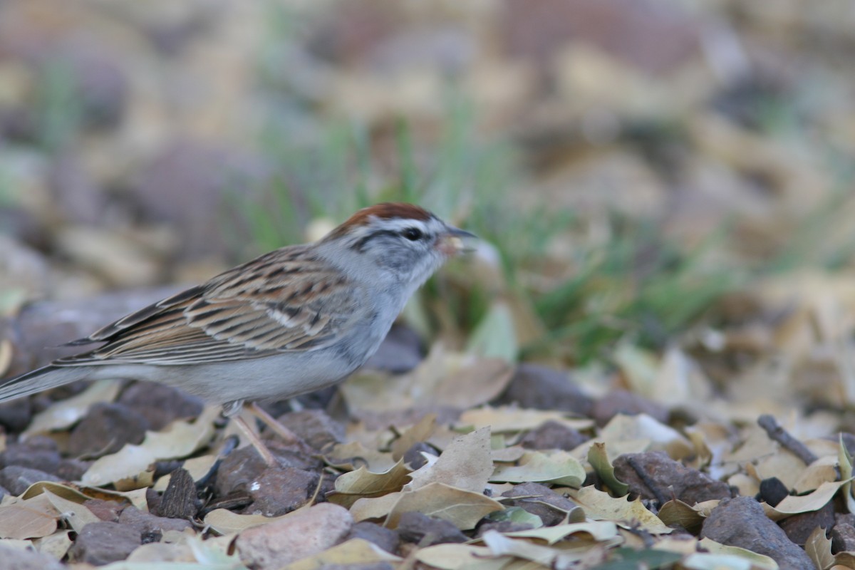 Chipping Sparrow - ML617784323