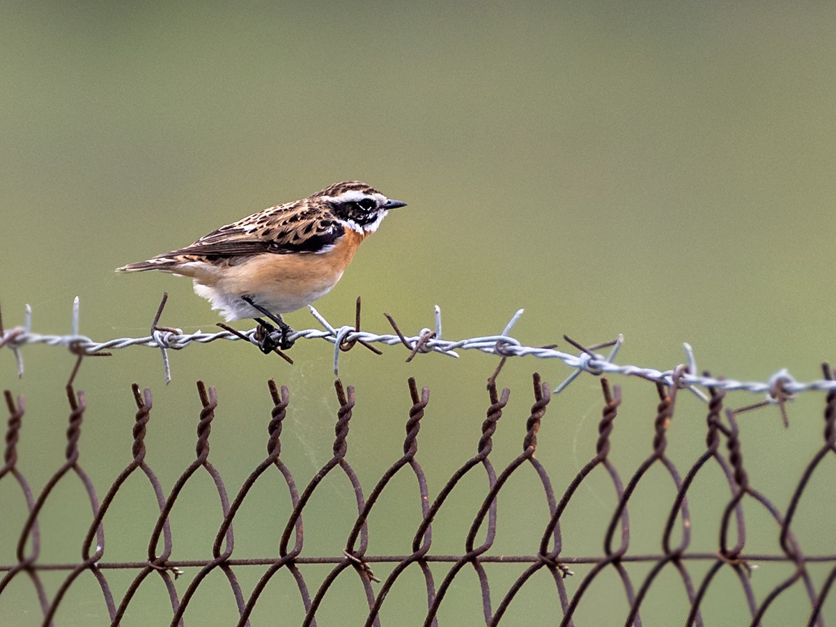 Whinchat - ML617784371