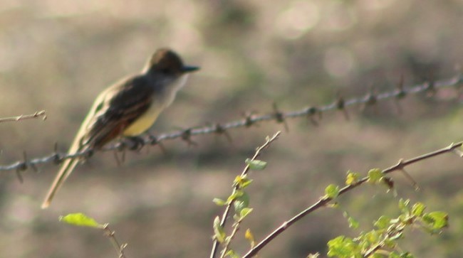 Brown-crested Flycatcher - juventino chavez