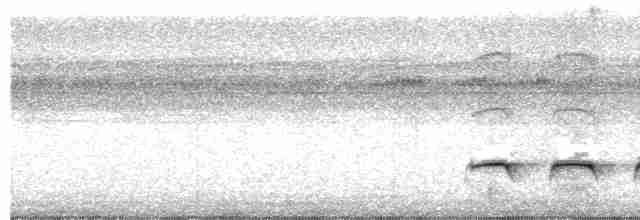 Weißbinden-Ameisenvogel - ML617784406