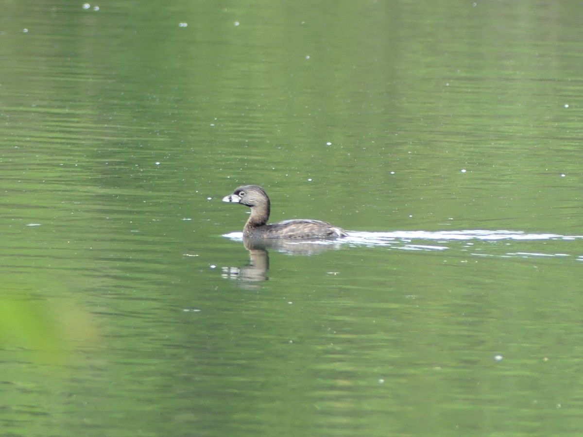 eBird Checklist 22 Apr 2024 KerrvilleFlat Rock Lake (HOTW077