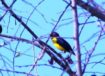West Mexican Euphonia - ML617784462
