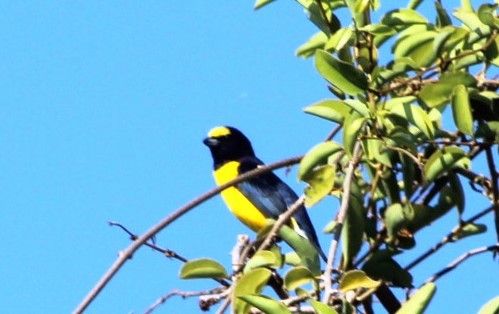 West Mexican Euphonia - ML617784494