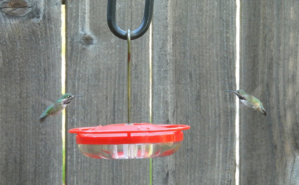 Calliope Hummingbird - ML617784542