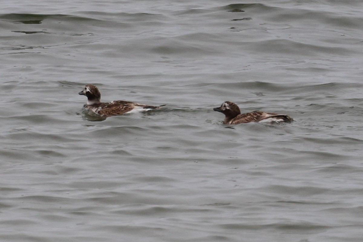 Long-tailed Duck - ML617784545