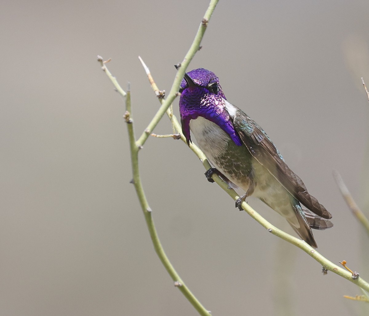 Costa's Hummingbird - ML617784653