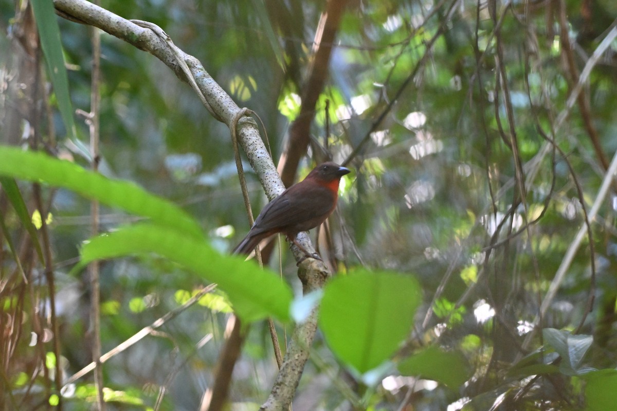 Red-throated Ant-Tanager - ML617784668
