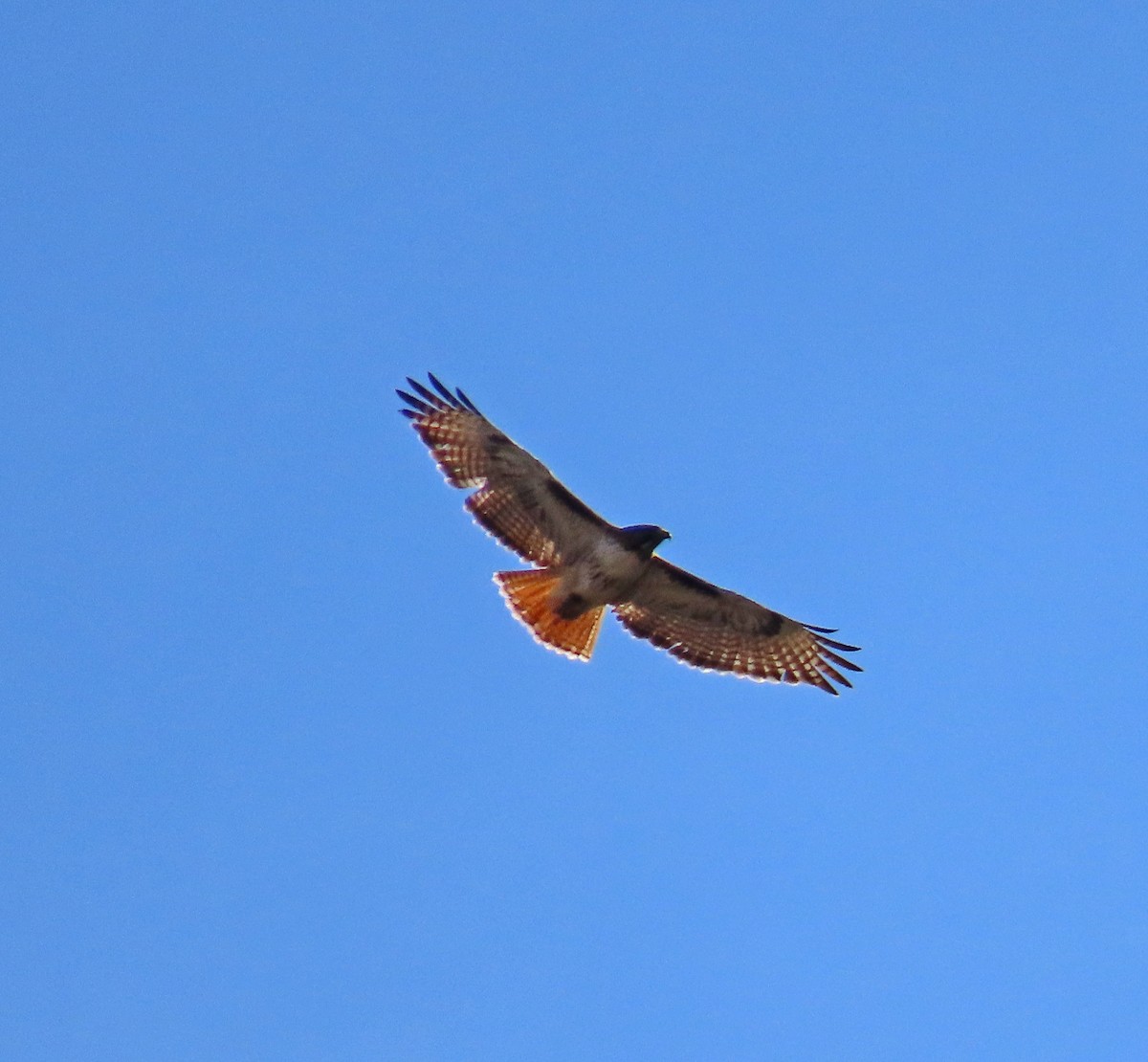 Red-tailed Hawk - ML617784703