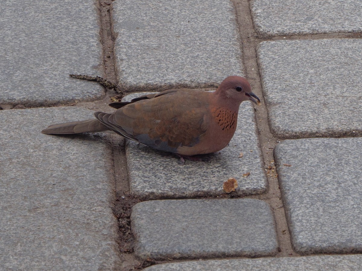 Laughing Dove - ML617784756