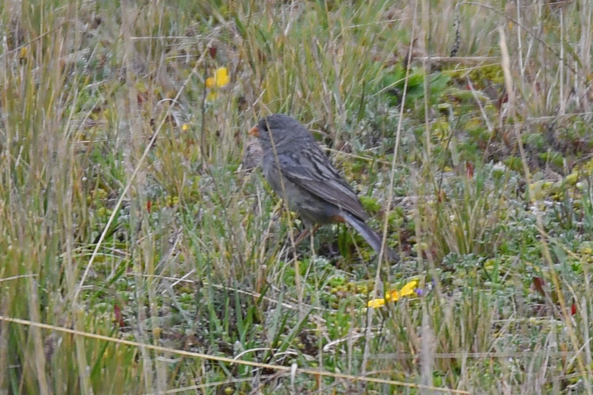 Plain-colored Seedeater - ML617784765