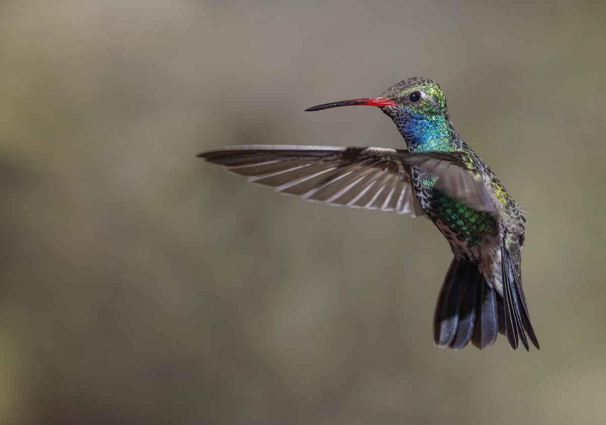 Broad-billed Hummingbird - Jason Vassallo