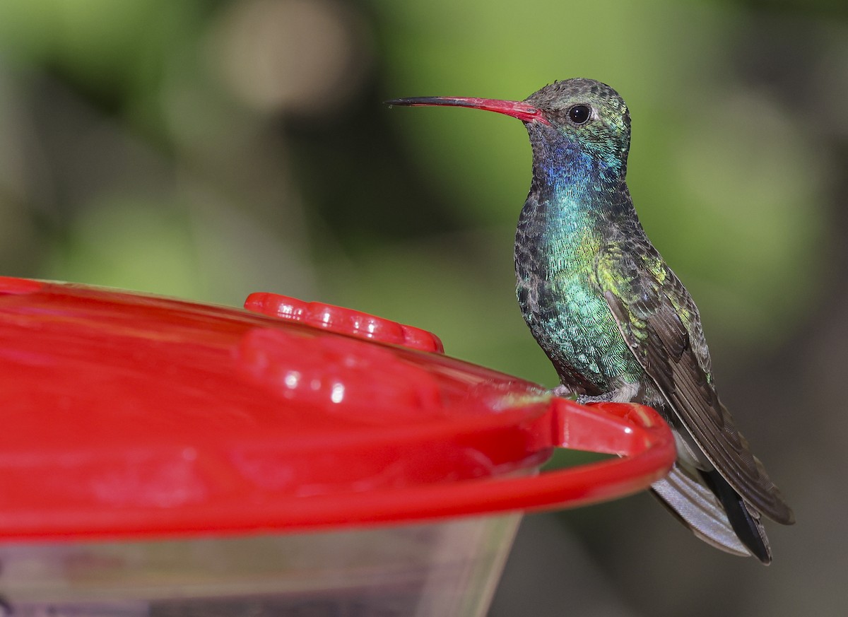 Broad-billed Hummingbird - Jason Vassallo