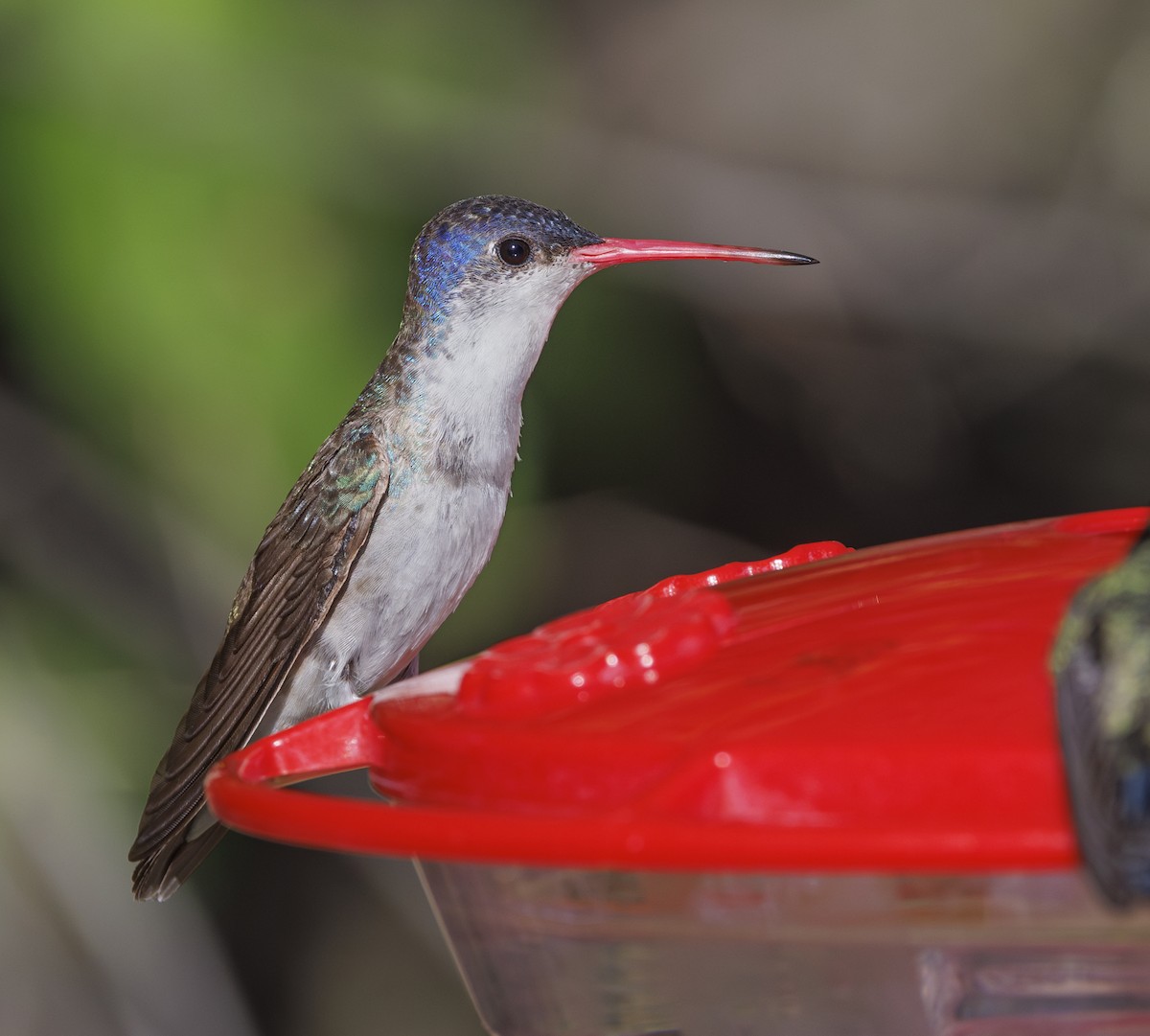 kolibřík fialovokorunkatý - ML617784813