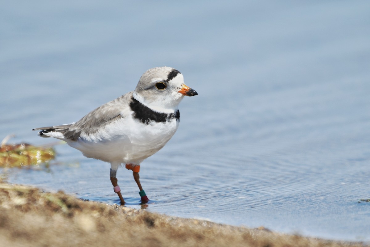Piping Plover - ML617784825