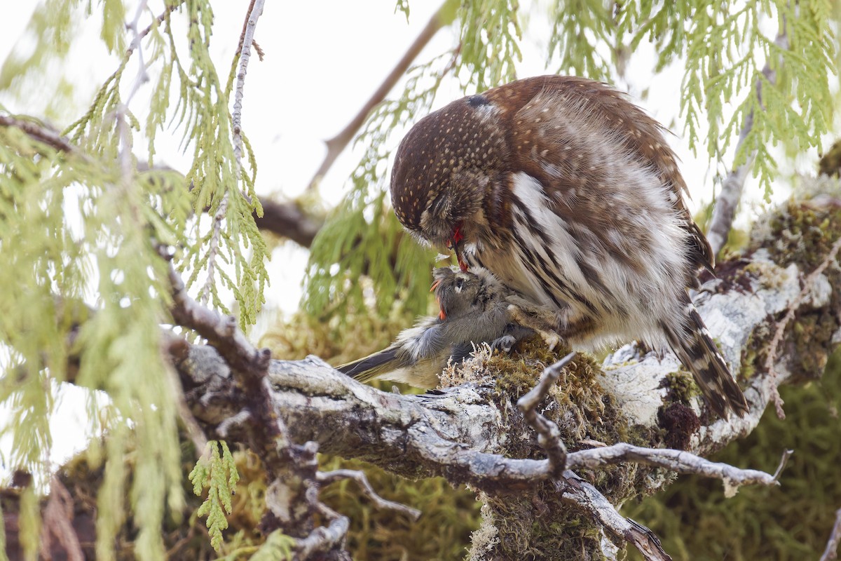 Northern Pygmy-Owl (Pacific) - ML617784840