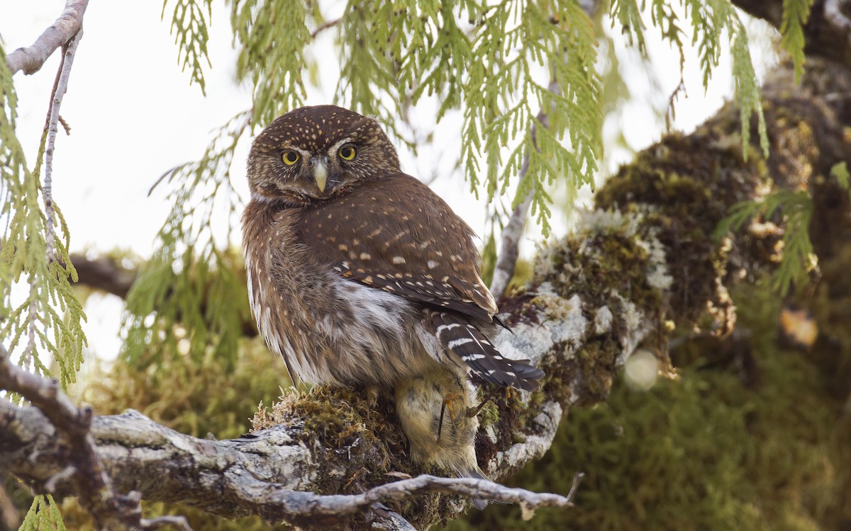 Northern Pygmy-Owl (Pacific) - ML617784841