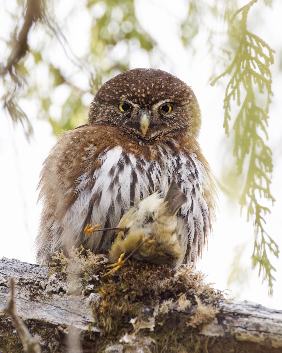 Northern Pygmy-Owl (Pacific) - ML617784844