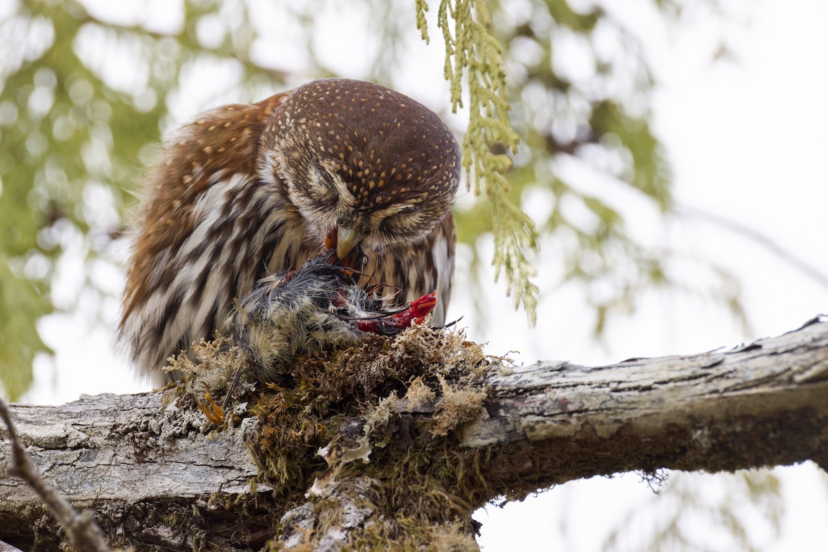 Northern Pygmy-Owl (Pacific) - ML617784847
