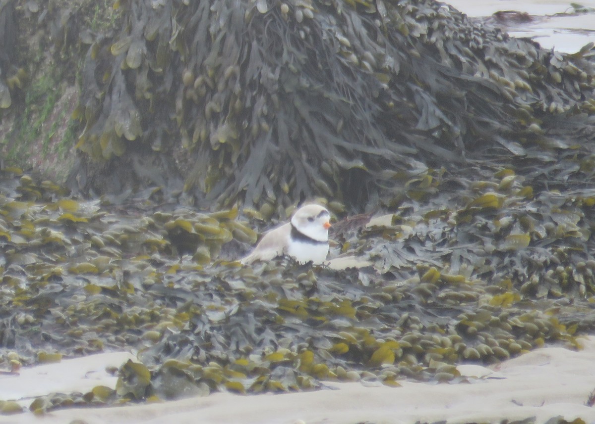 Piping Plover - ML617784851