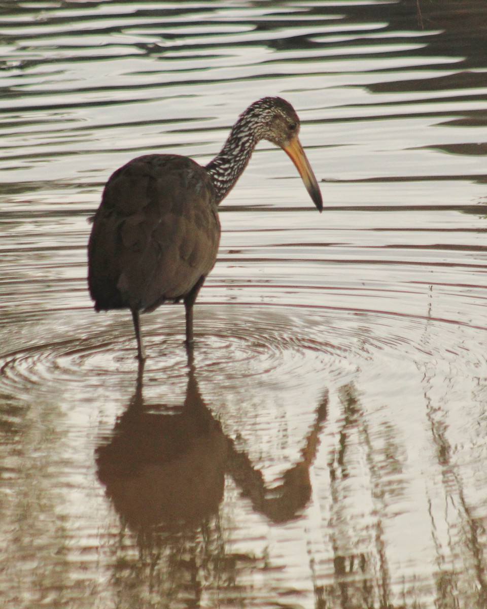 Limpkin (Brown-backed) - ML617784933