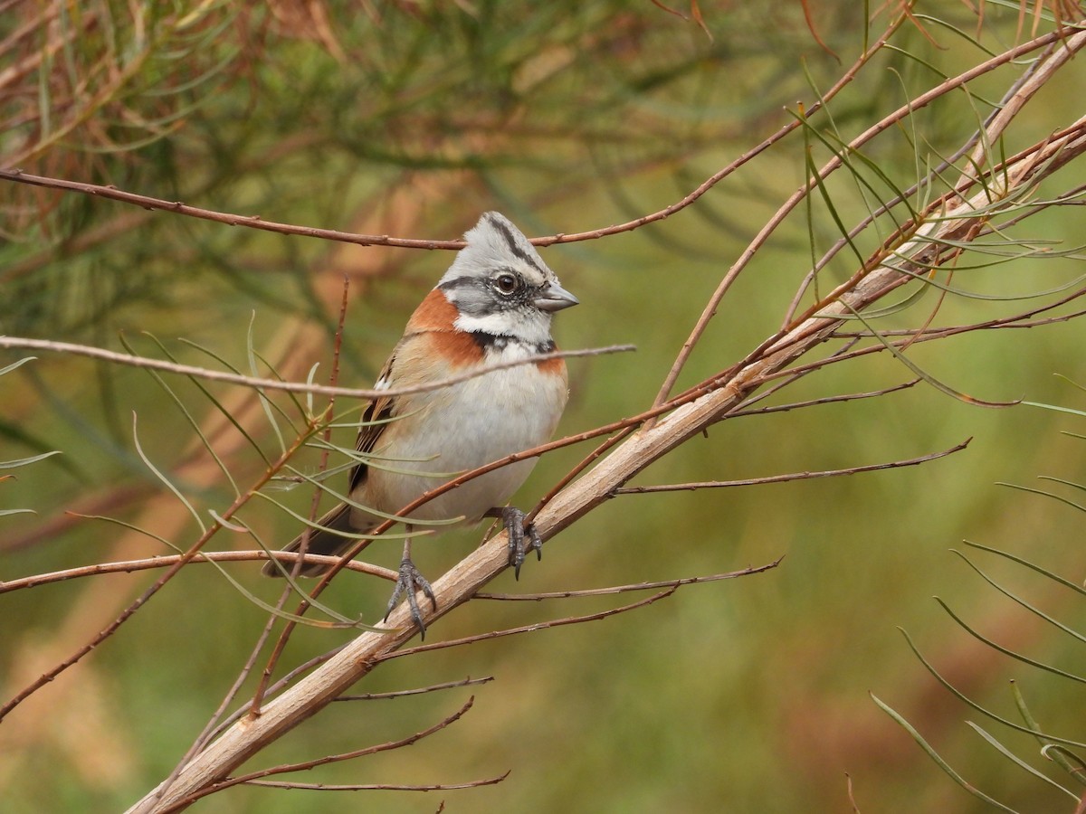 Rufous-collared Sparrow - Saskia Hostens